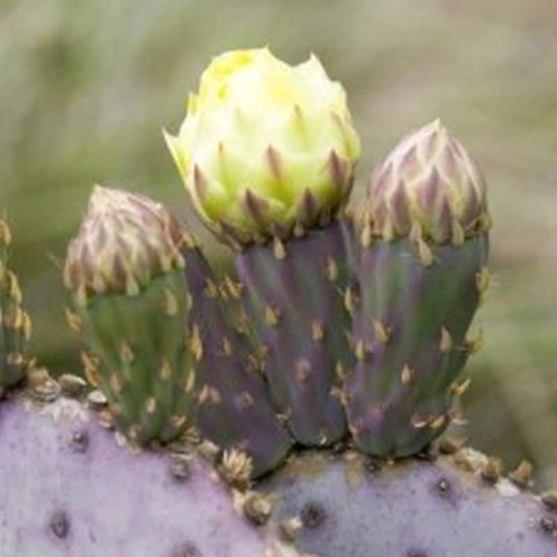 *Tubac Prickly Pear - Image 2
