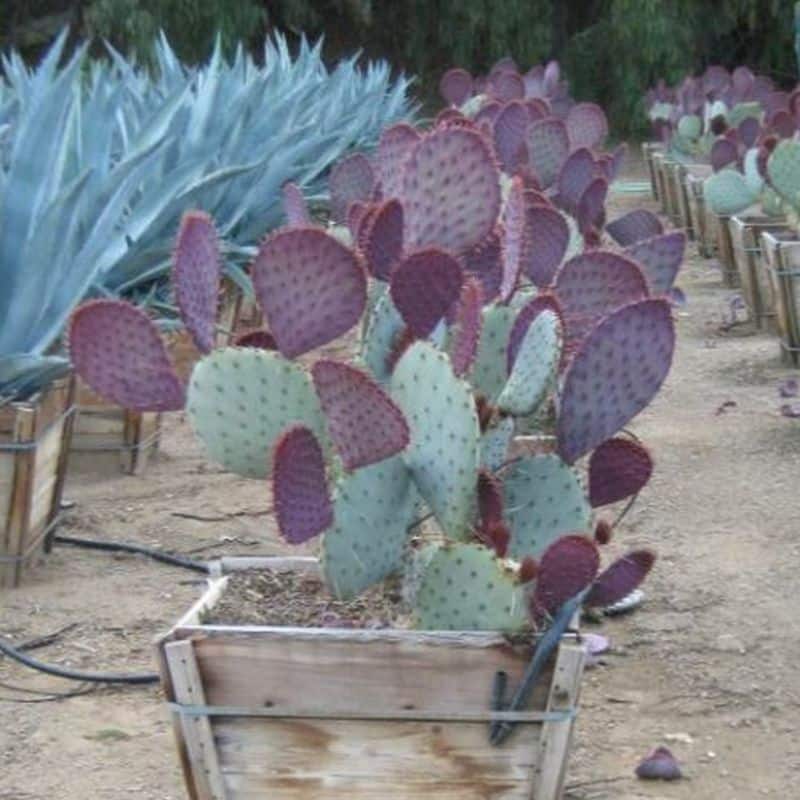 *Tubac Prickly Pear - Image 3