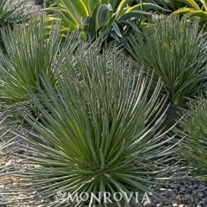 *Twin Flowered Agave