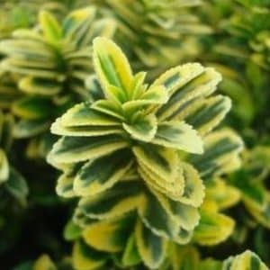*Variegated Box Leaf Euonymus