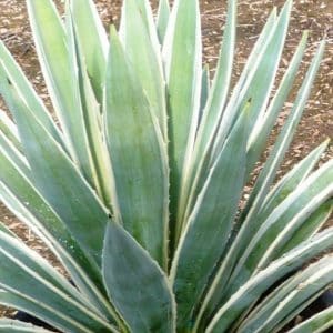 *Variegated Caribbean Agave