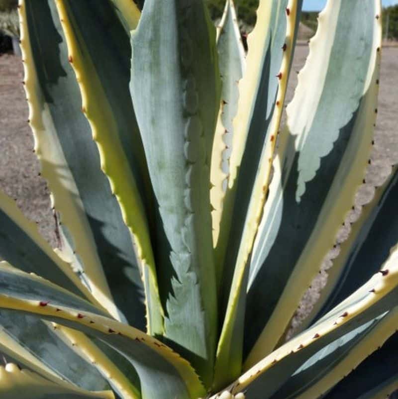 *Variegated Century Plant