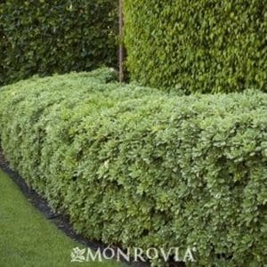 *Variegated Mock Orange