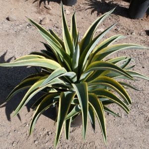 *Variegated Smooth Agave
