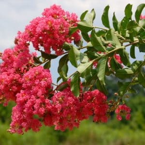 *Watermelon Red Crape Myrtle Tree