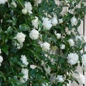 *White Banks Rose Staked