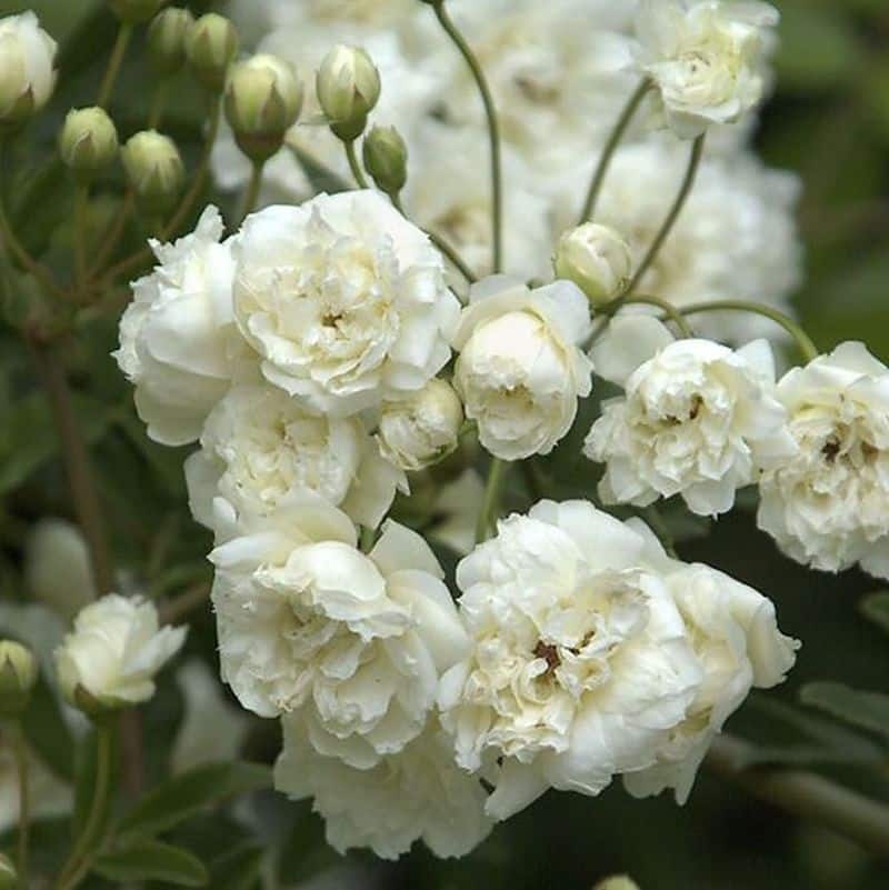 *White Banks Rose Staked - Image 2