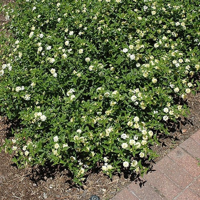 *White Lantana