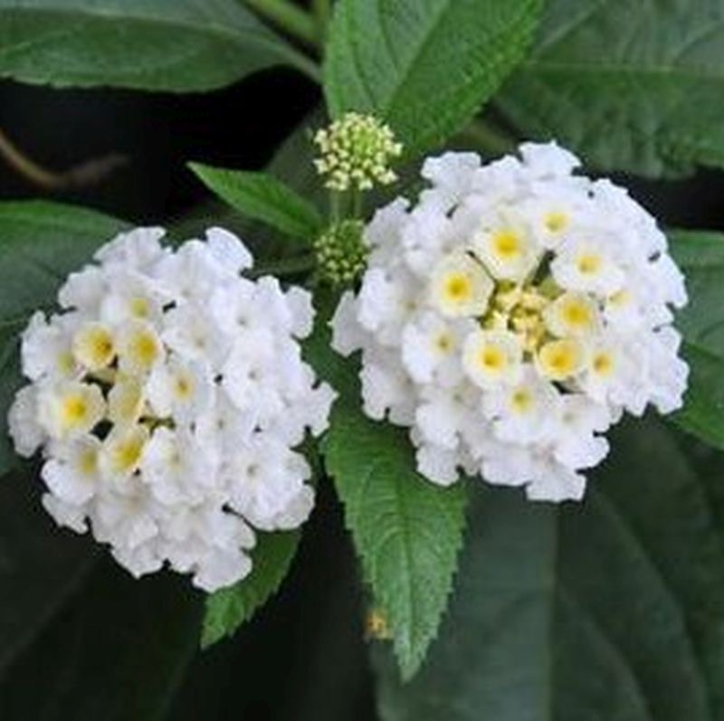 *White Lantana - Image 2