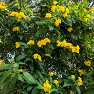 *Yellow Bells