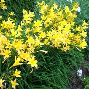 *Yellow Daylily