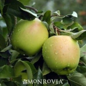 ***Yellow Delicious Apple