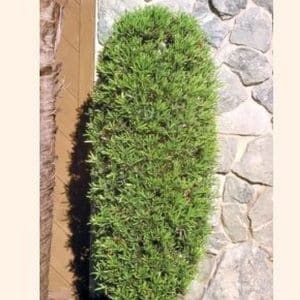 ***Yew Pine