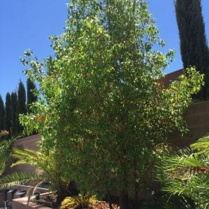 *Bottle Tree