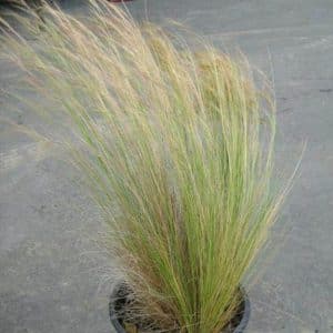*Mexican Feather Grass