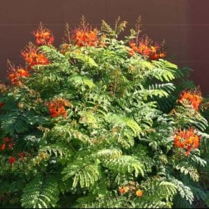 *Red Bird of Paradise
