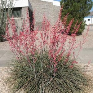 *Red Yucca