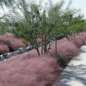 *Regal Mist Grass