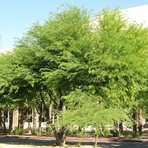*Chilean Mesquite Tree