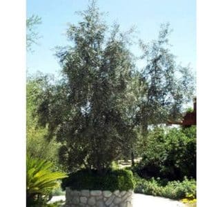 *Wilson Olive Tree