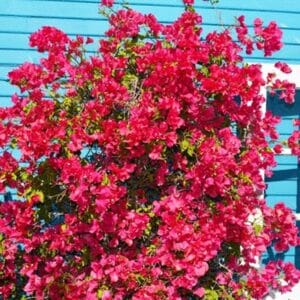 *Barbara Karst Bougainvillea