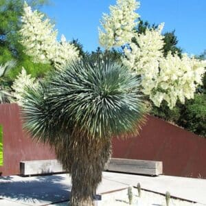 ***Beaked Yucca