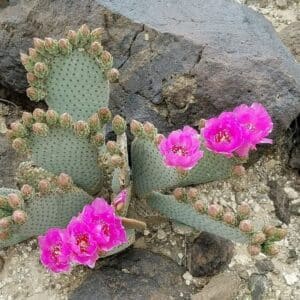 **Beavertail Cactus