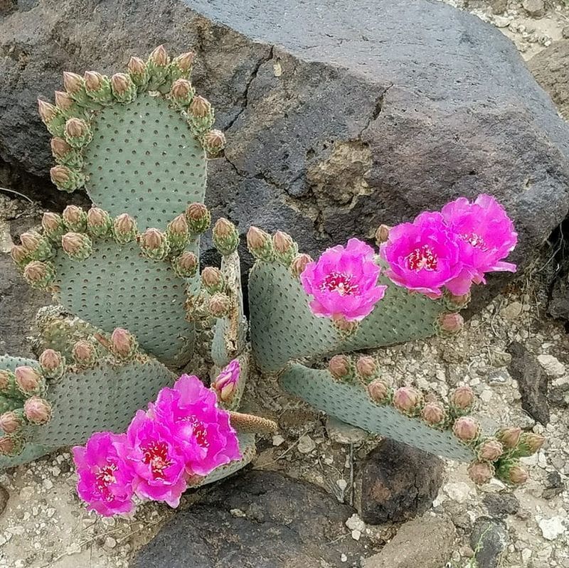 **Beavertail Cactus