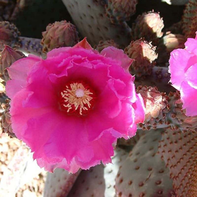 **Beavertail Cactus - Image 3