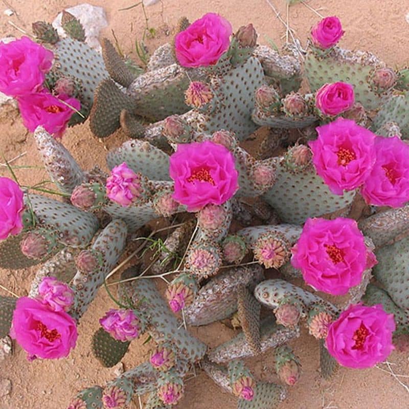 **Beavertail Cactus - Image 2
