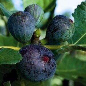 ***Black Jack Fig