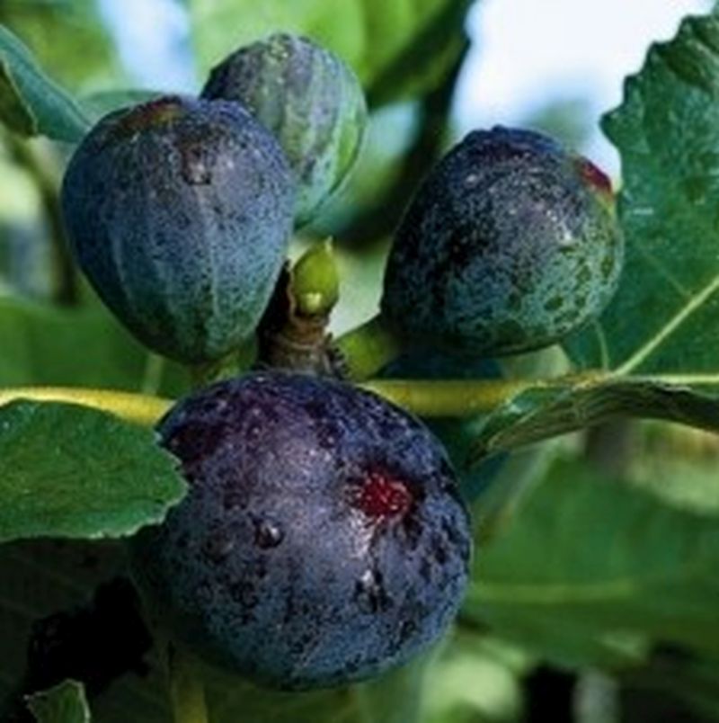 ***Black Jack Fig