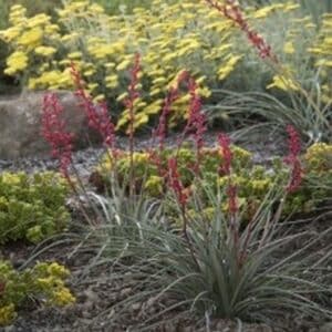 **Brakelights Yucca