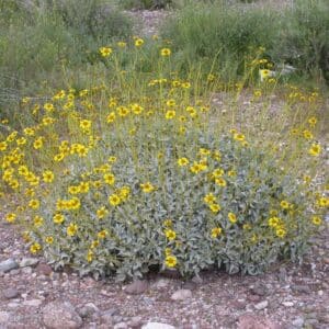 *Brittlebush