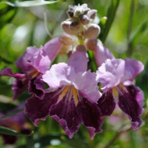 *Burgundy Lace Desert Willow Tree