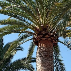 *Canary Island Date Palm