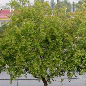 *Compact Xylosma tree