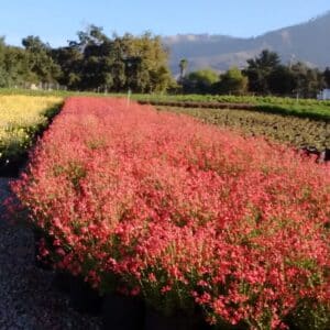 *Coral Autumn Sage