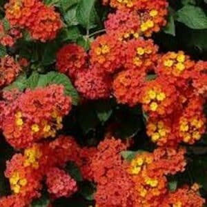 *Dallas Red Lantana