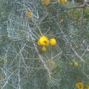 *Feathery Cassia