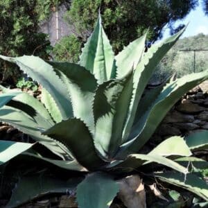 *Ferox Agave