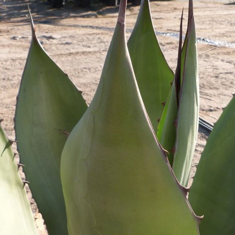 *Ferox Agave - Image 2