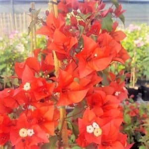 *Flame Bougainvillea Staked