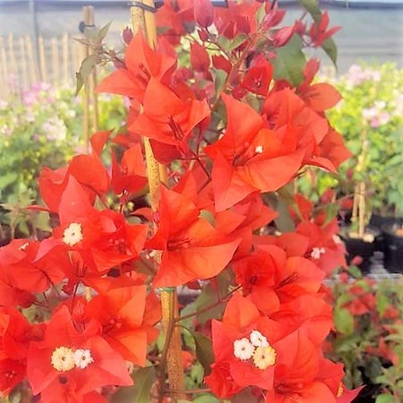 *Flame Bougainvillea Staked