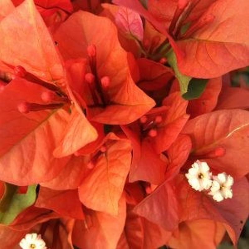 *Flame Bougainvillea Staked - Image 2