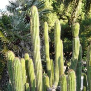 **Gold Torch Cactus
