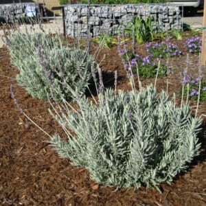 *Goodwin Creek Lavender