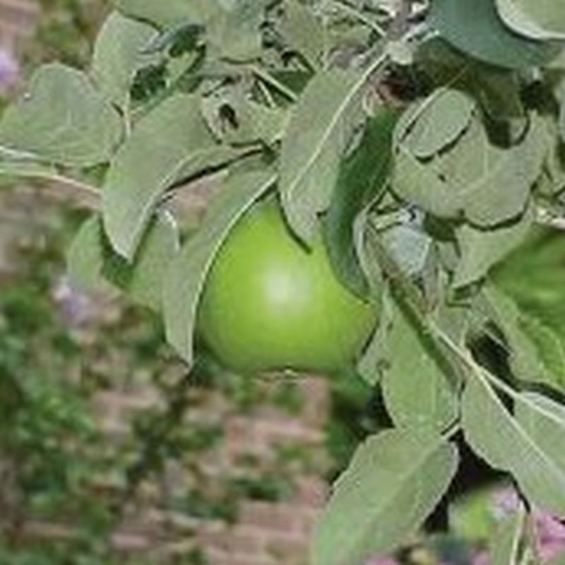 ***Granny Smith Apple