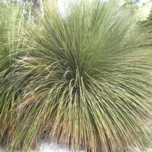 *Grasstree