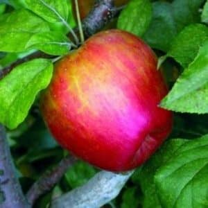 ***Honey Crisp Apple